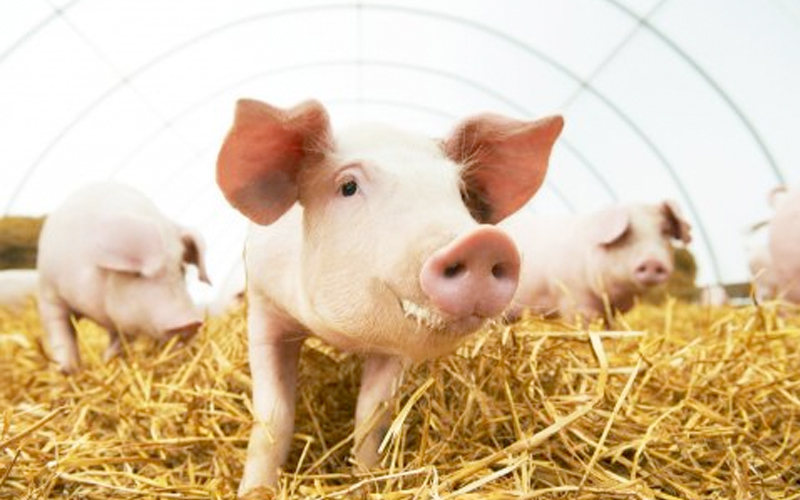 Duurzaam varkensvlees | Bonne Viande
